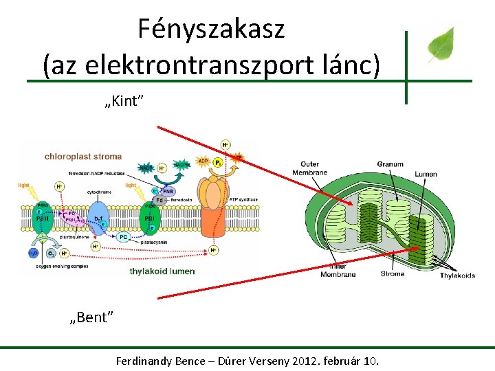 Fényszakasz (az elektrontranszport lánc) „Kint” „Bent” Ferdinandy Bence – Dürer Verseny 2012. február 10.