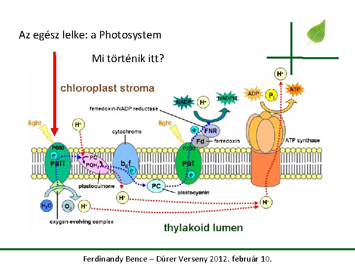 Az egész lelke: a Photosystem Mi történik itt? Ferdinandy Bence – Dürer Verseny 2012.