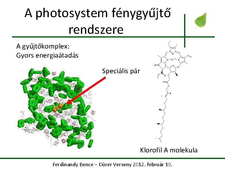 A photosystem fénygyűjtő rendszere A gyűjtőkomplex: Gyors energiaátadás Speciális pár Klorofil A molekula Ferdinandy