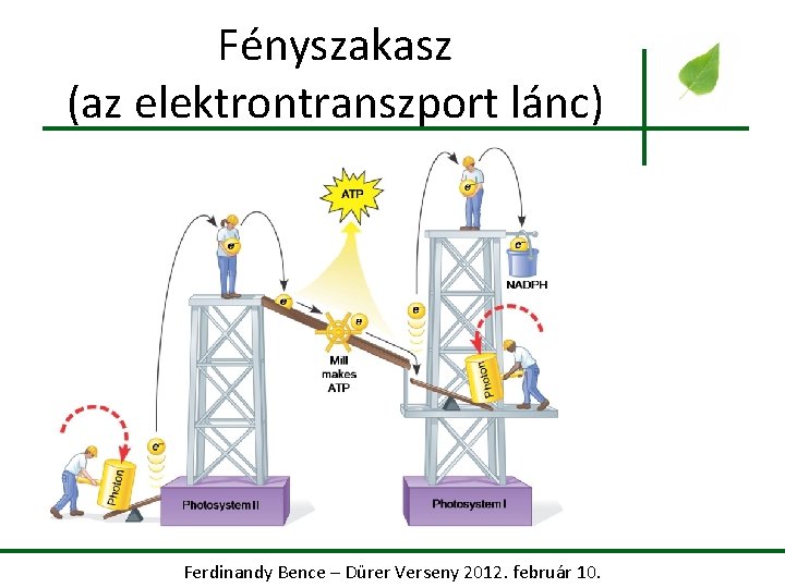 Fényszakasz (az elektrontranszport lánc) Ferdinandy Bence – Dürer Verseny 2012. február 10. 