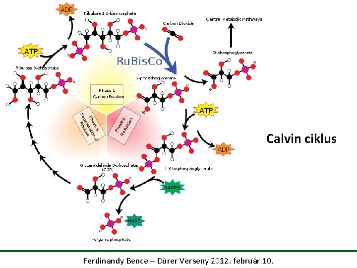 Calvin ciklus Ferdinandy Bence – Dürer Verseny 2012. február 10. 