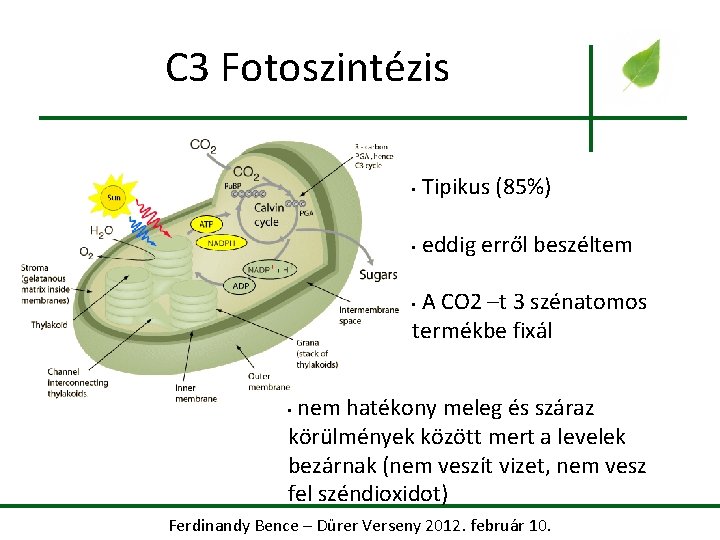 C 3 Fotoszintézis • Tipikus (85%) • eddig erről beszéltem A CO 2 –t