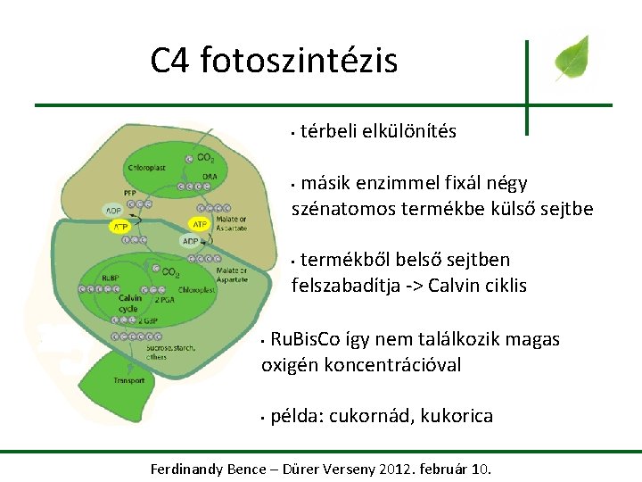 C 4 fotoszintézis • térbeli elkülönítés másik enzimmel fixál négy szénatomos termékbe külső sejtbe