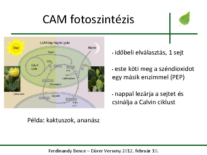 CAM fotoszintézis • időbeli elválasztás, 1 sejt este köti meg a széndioxidot egy másik