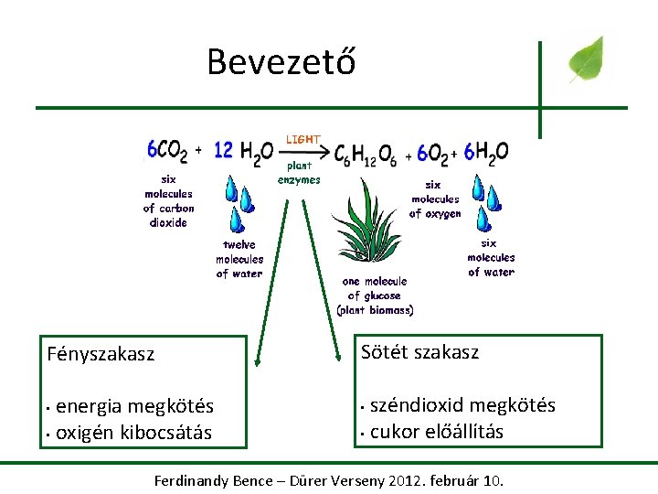 Bevezető Fényszakasz energia megkötés • oxigén kibocsátás • Sötét szakasz széndioxid megkötés • cukor