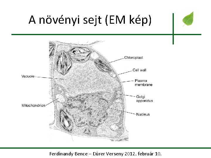 A növényi sejt (EM kép) Ferdinandy Bence – Dürer Verseny 2012. február 10. 