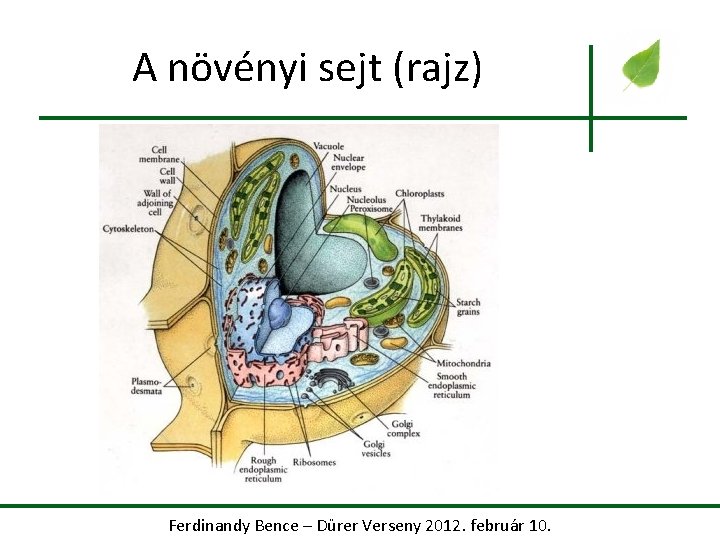 A növényi sejt (rajz) Ferdinandy Bence – Dürer Verseny 2012. február 10. 