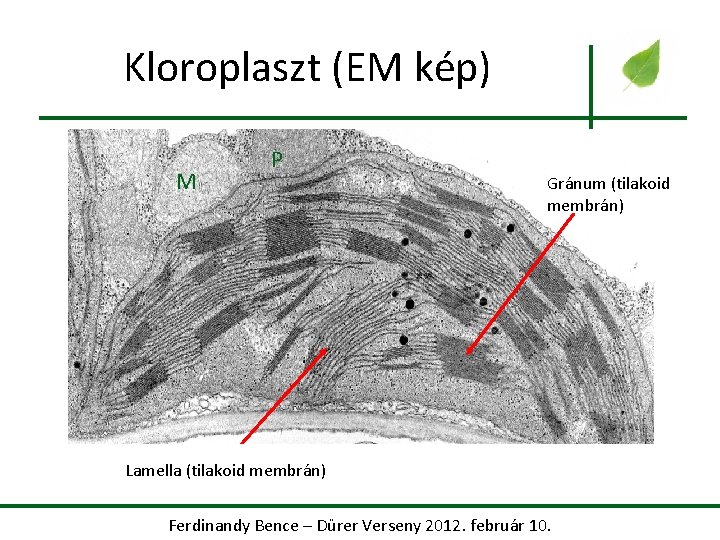 Kloroplaszt (EM kép) M P Gránum (tilakoid membrán) Lamella (tilakoid membrán) Ferdinandy Bence –