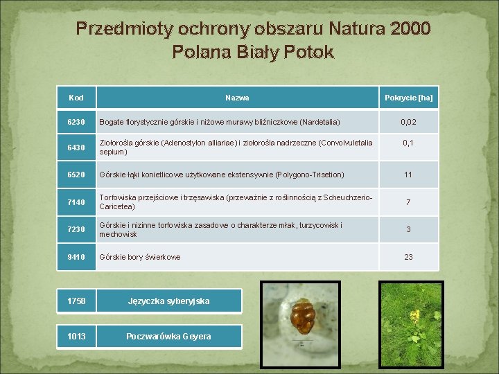 Przedmioty ochrony obszaru Natura 2000 Polana Biały Potok Kod 6230 6430 6520 7140 7230