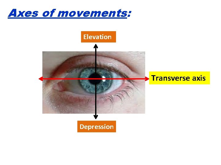 Axes of movements: Elevation Transverse axis Depression 