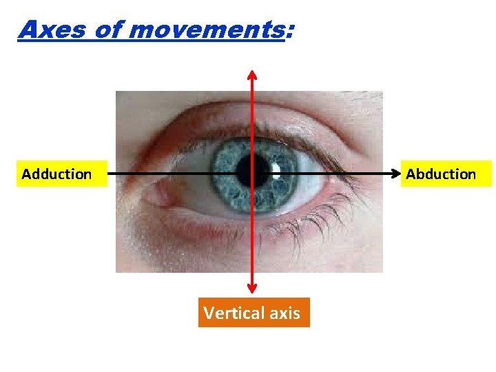 Axes of movements: Adduction Abduction Vertical axis 