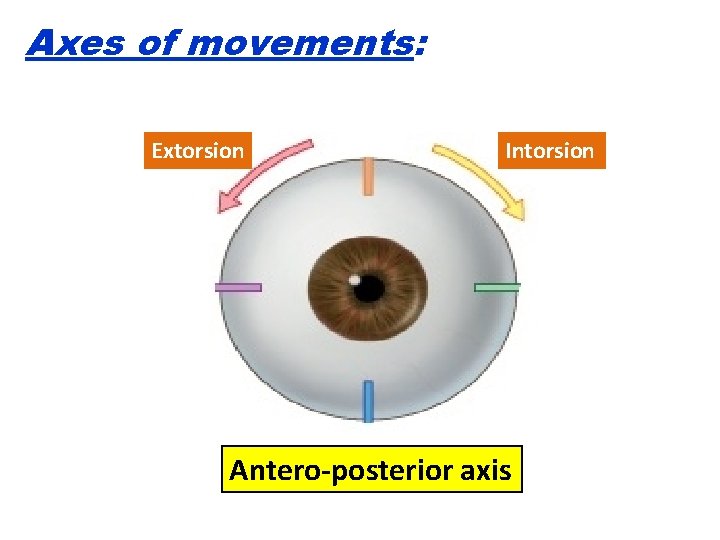 Axes of movements: Extorsion Intorsion Antero-posterior axis 