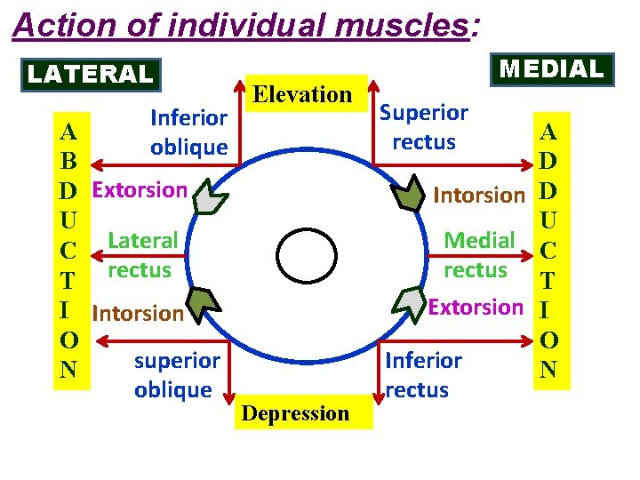 Action of individual muscles: LATERAL Inferior oblique A B D Extorsion U C Lateral