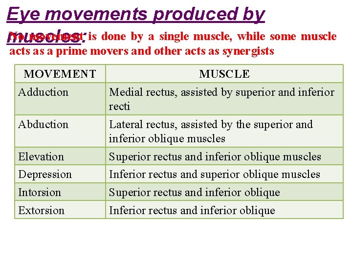 Eye movements produced by No movement is done by a single muscle, while some