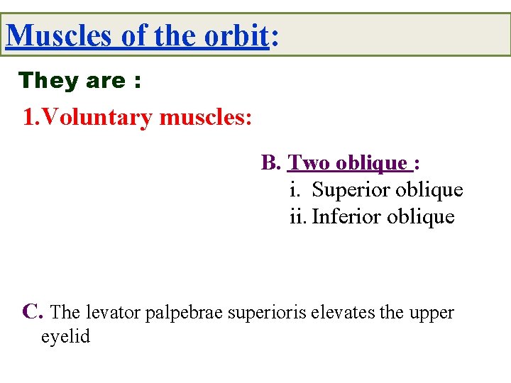 Muscles of the orbit: They are : 1. Voluntary muscles: B. Two oblique :