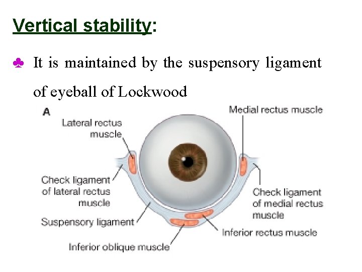 Vertical stability: ♣ It is maintained by the suspensory ligament of eyeball of Lockwood