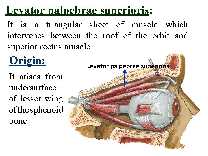 Levator palpebrae superioris: It is a triangular sheet of muscle which intervenes between the