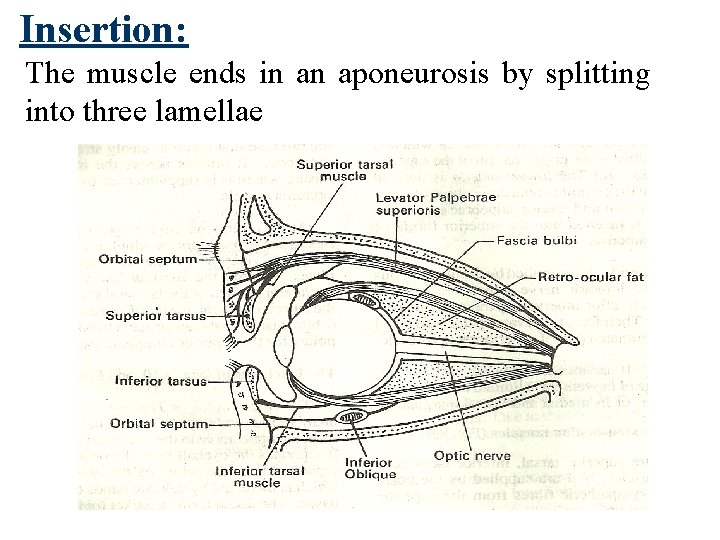 Insertion: The muscle ends in an aponeurosis by splitting into three lamellae 