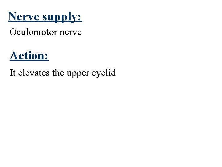 Nerve supply: Oculomotor nerve Action: It elevates the upper eyelid 