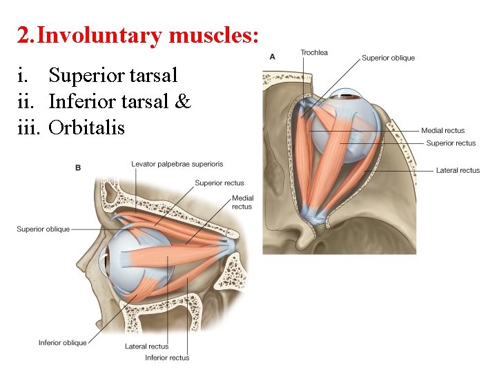 2. Involuntary muscles: i. Superior tarsal ii. Inferior tarsal & iii. Orbitalis 