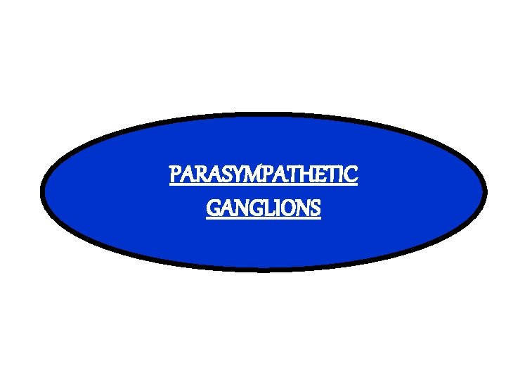 PARASYMPATHETIC GANGLIONS 