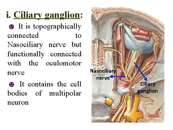 i. Ciliary ganglion: ☻ It is topographically connected to Nasociliary nerve but functionally connected