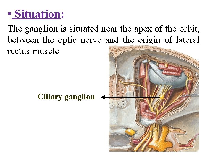  • Situation: The ganglion is situated near the apex of the orbit, between