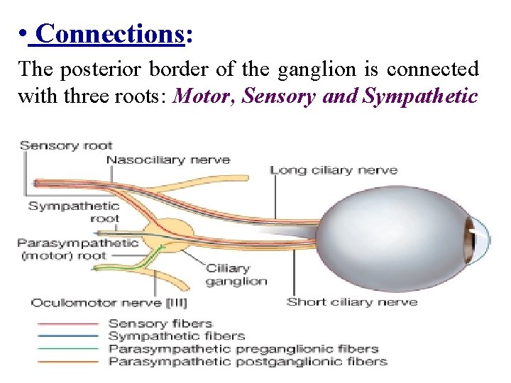  • Connections: The posterior border of the ganglion is connected with three roots: