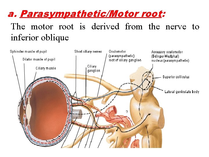 a. Parasympathetic/Motor root: The motor root is derived from the nerve to inferior oblique