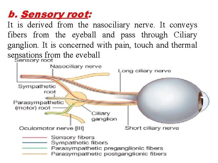 b. Sensory root: It is derived from the nasociliary nerve. It conveys fibers from