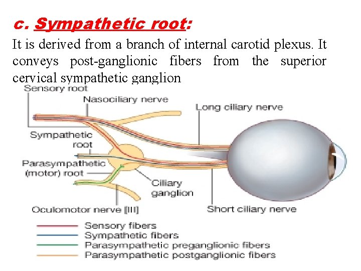 c. Sympathetic root: It is derived from a branch of internal carotid plexus. It