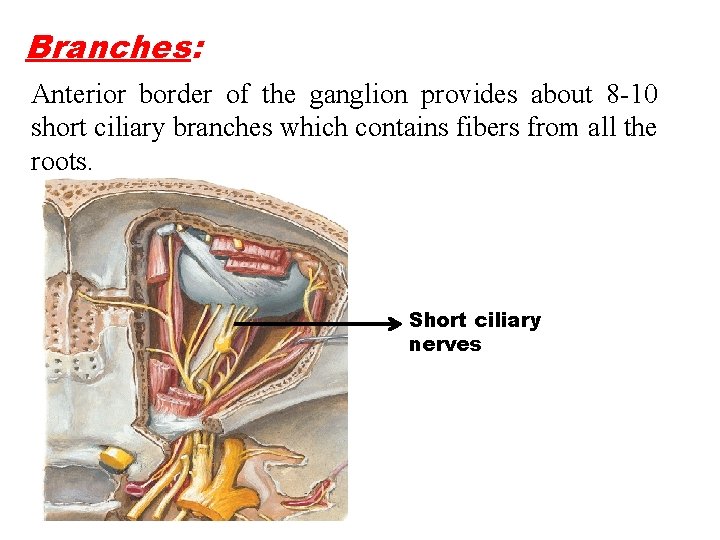 Branches: Anterior border of the ganglion provides about 8 -10 short ciliary branches which