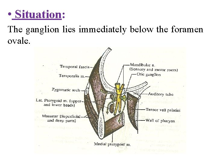  • Situation: The ganglion lies immediately below the foramen ovale. 