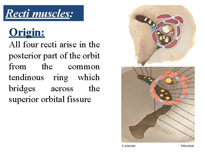 Recti muscles: Origin: All four recti arise in the posterior part of the orbit