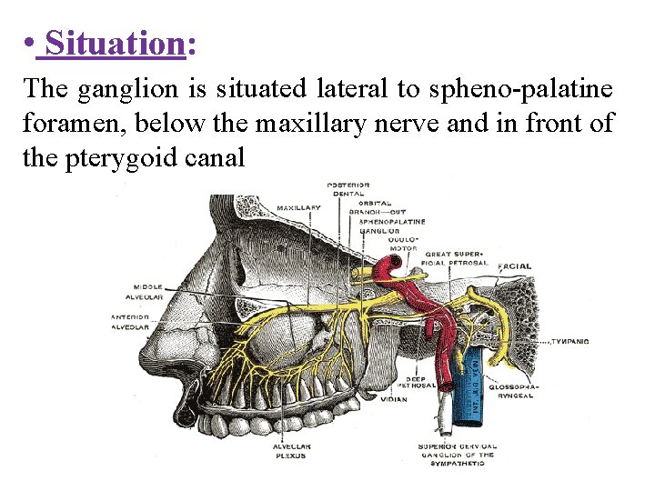  • Situation: The ganglion is situated lateral to spheno-palatine foramen, below the maxillary