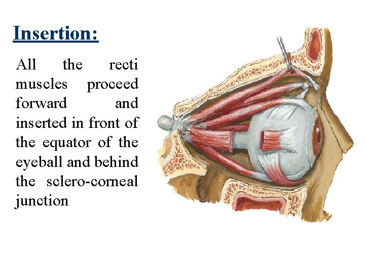 Insertion: All the recti muscles proceed forward and inserted in front of the equator
