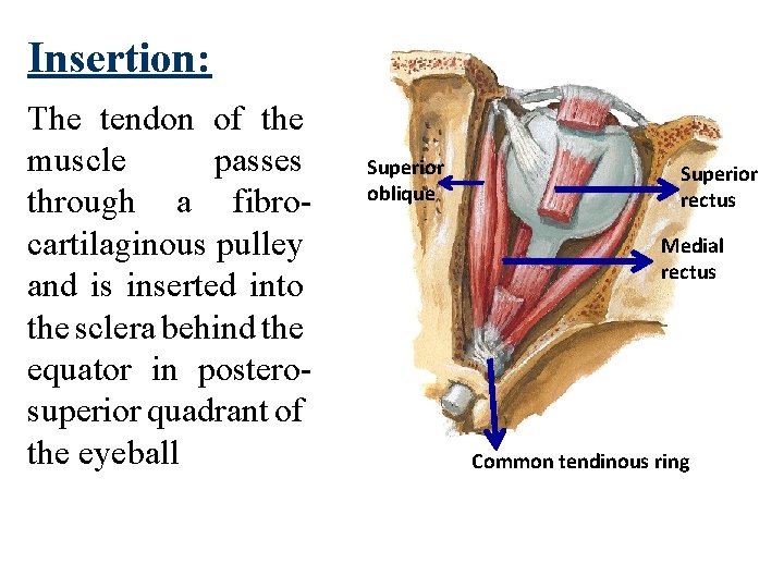 Insertion: The tendon of the muscle passes through a fibrocartilaginous pulley and is inserted