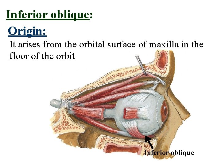 Inferior oblique: Origin: It arises from the orbital surface of maxilla in the floor