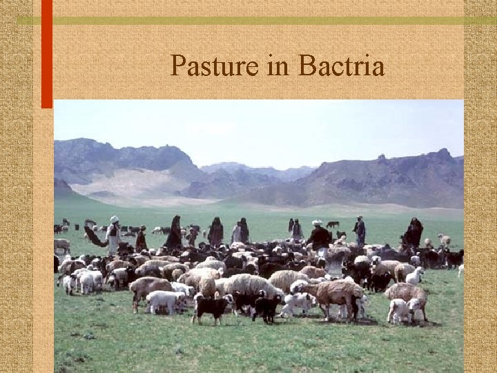 Pasture in Bactria 