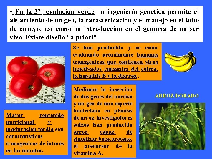  • En la 3ª revolución verde, la ingeniería genética permite el aislamiento de