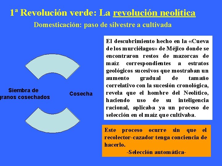 1ª Revolución verde: La revolución neolítica Domesticación: paso de silvestre a cultivada Siembra de