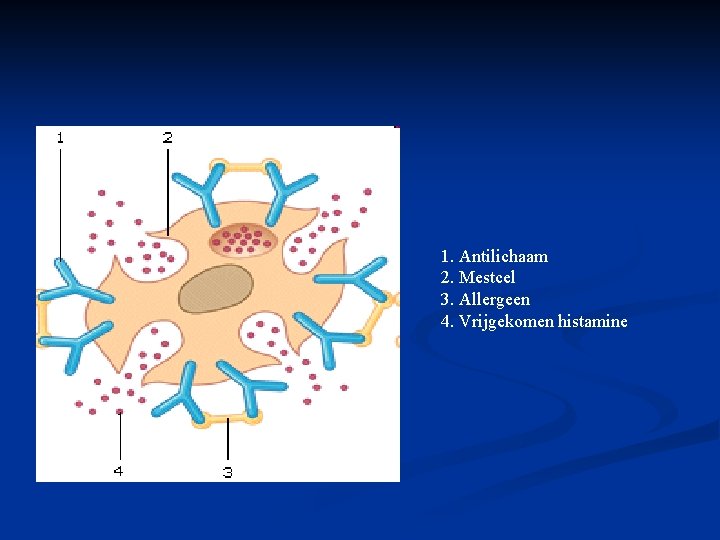 1. Antilichaam 2. Mestcel 3. Allergeen 4. Vrijgekomen histamine 