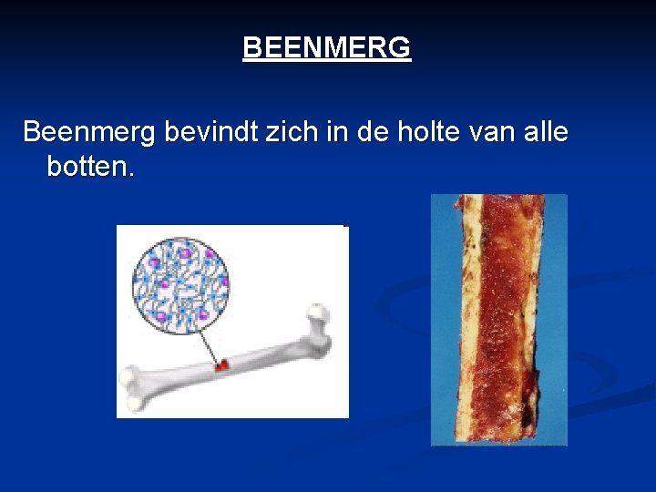 BEENMERG Beenmerg bevindt zich in de holte van alle botten. 