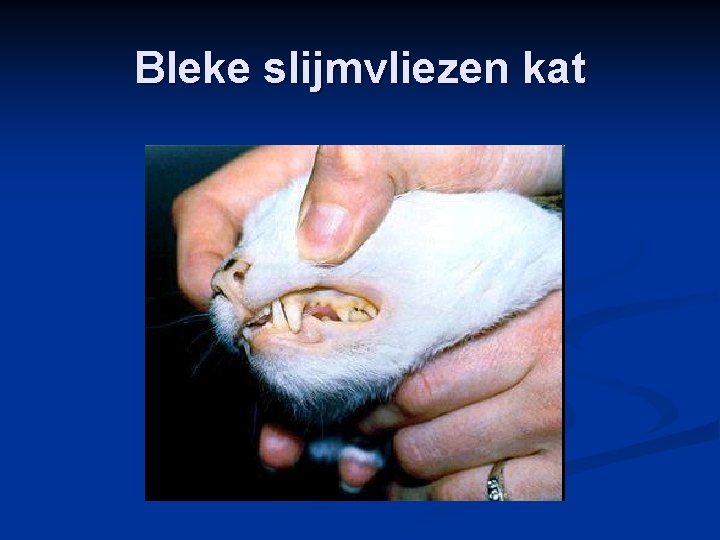 Bleke slijmvliezen kat 