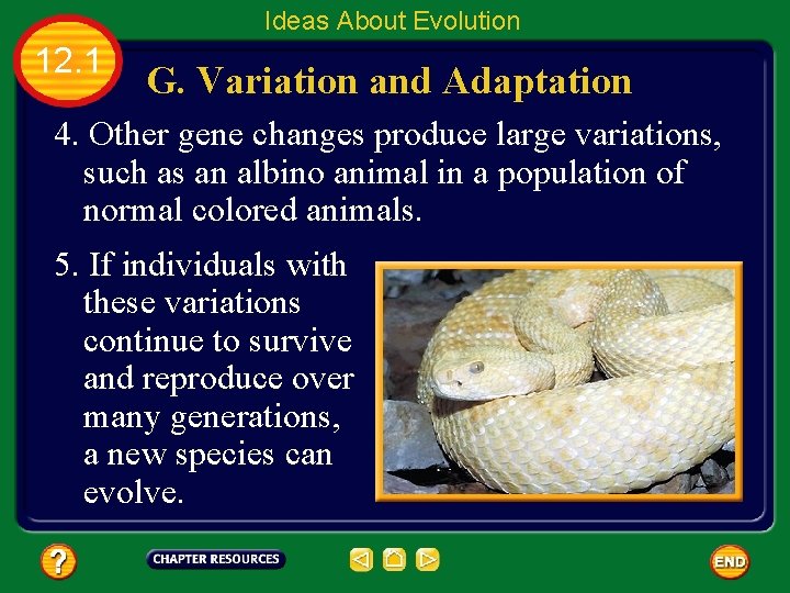 Ideas About Evolution 12. 1 G. Variation and Adaptation 4. Other gene changes produce