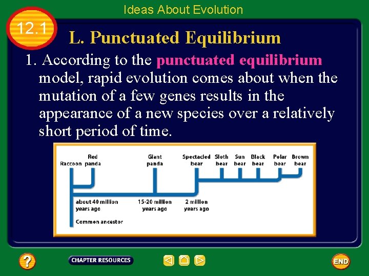 Ideas About Evolution 12. 1 L. Punctuated Equilibrium 1. According to the punctuated equilibrium