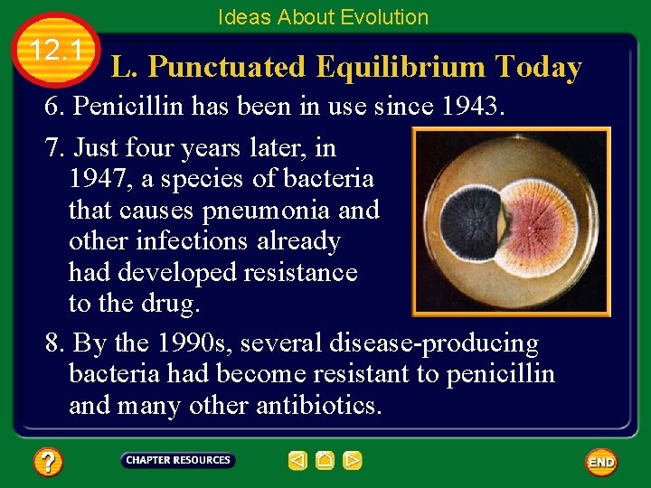 Ideas About Evolution 12. 1 L. Punctuated Equilibrium Today 6. Penicillin has been in