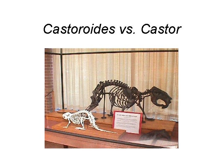 Castoroides vs. Castor 