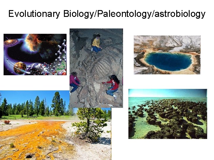 Evolutionary Biology/Paleontology/astrobiology 