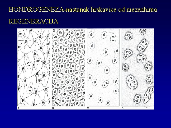 HONDROGENEZA-nastanak hrskavice od mezenhima REGENERACIJA 